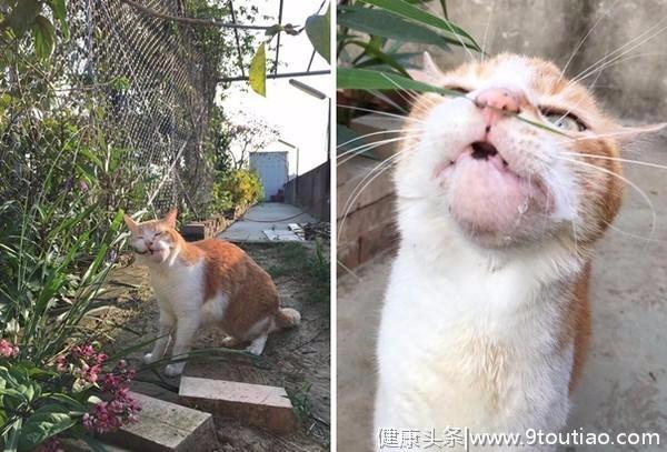 猫咪患上罕见骨癌，纵使下巴漏口水也未被遗弃，它教会了主人珍惜