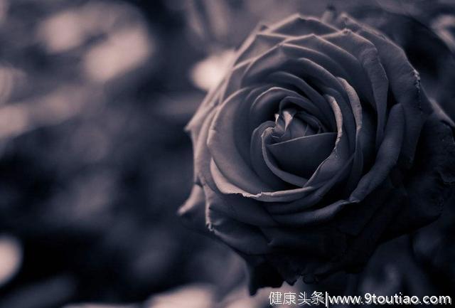 心理测试：4朵玫瑰，你最钟意哪一朵？测你的感情会出现什么问题