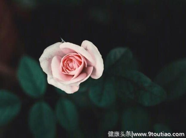 心理测试：4朵玫瑰，你最钟意哪一朵？测你的感情会出现什么问题