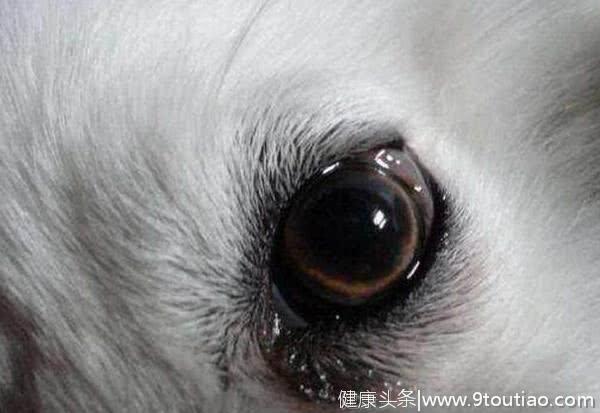 心理测试:猜猜哪只眼睛是狼眼?测出你在五月要防着哪些人!