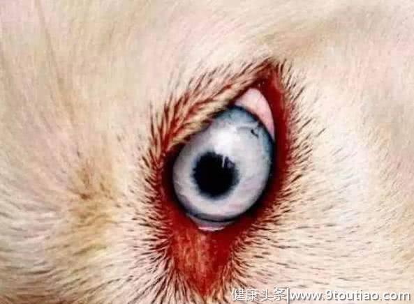 心理测试:猜猜哪只眼睛是狼眼?测出你在五月要防着哪些人!