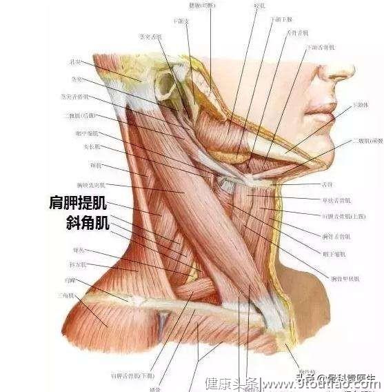 骨科医生：肩周炎就是这2块肌肉，1根神经有了问题导致的