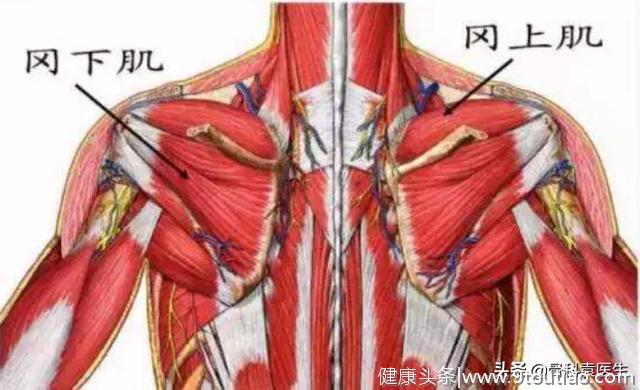 骨科医生：肩周炎就是这2块肌肉，1根神经有了问题导致的