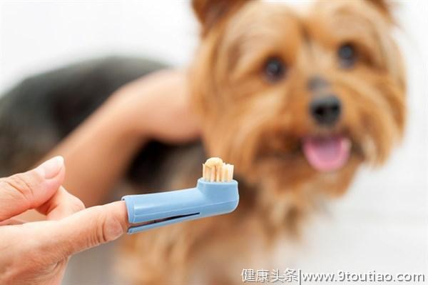 狗狗十分讨厌刷牙？这7种方法可以帮你，偷偷摸摸地清洁它的牙齿