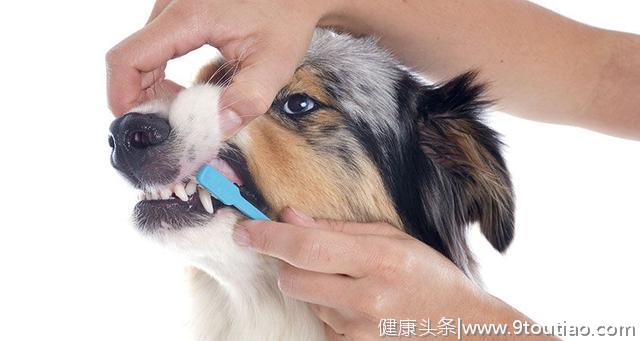 狗狗十分讨厌刷牙？这7种方法可以帮你，偷偷摸摸地清洁它的牙齿