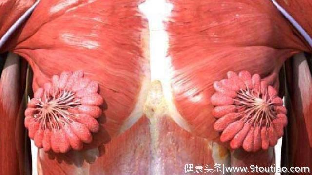 人类首张女性胸肌肉3D真实照片  网友：真好看