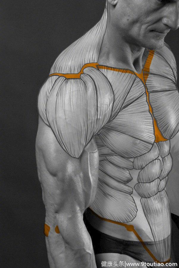 人体肌肉绘画技巧，不会画肌肉的看过来！