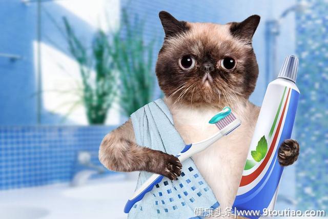 给猫咪清洁牙齿一定要刷牙吗？不！盘点猫咪洁牙的6个小技巧