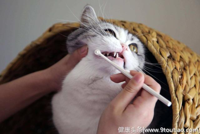 给猫咪清洁牙齿一定要刷牙吗？不！盘点猫咪洁牙的6个小技巧
