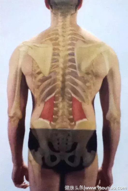 腰痛就是腰椎间盘突出吗？其实96%腰痛是由腰方肌损伤引起的