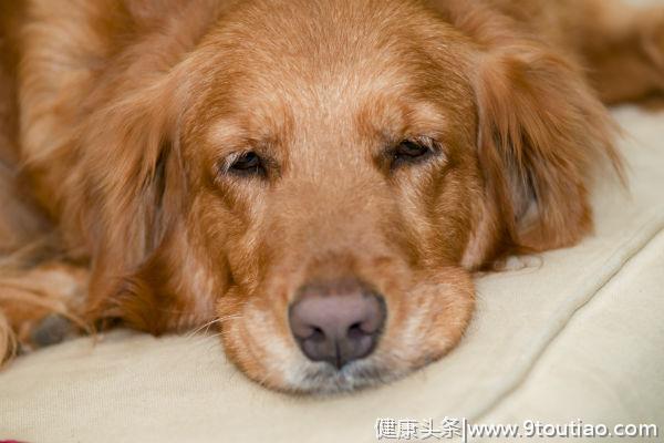 五个行为，让你及早知道狗狗是否有关节炎，有病尽早治