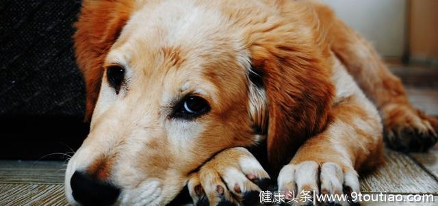 狗狗会有皮肤癌吗？患皮肤癌的原因是什么？可以怎么治疗？