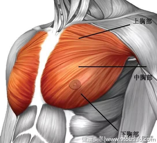胸肌不完美，缺乏上胸训练，四个上胸训练动作，为你打造完美胸型