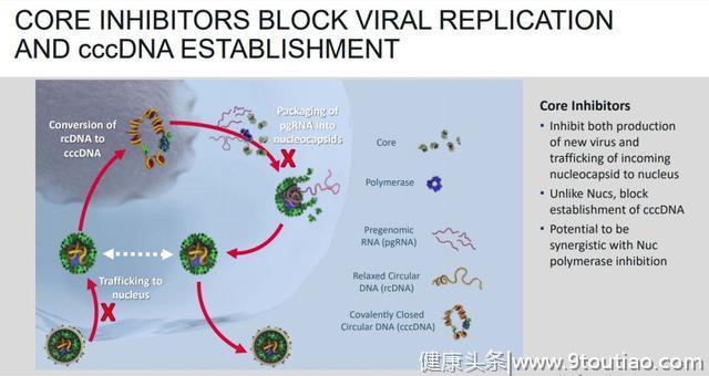 研发｜肝病新型核心蛋白抑制剂 可靶向病毒生命周期的多个步骤