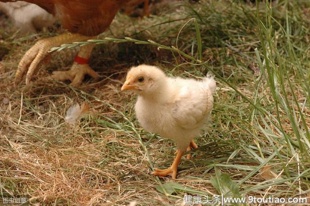 夏季鸡发生呼吸道，除了感冒，重点注意这两种情况