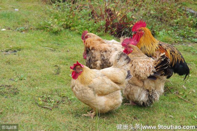 夏季鸡发生呼吸道，除了感冒，重点注意这两种情况