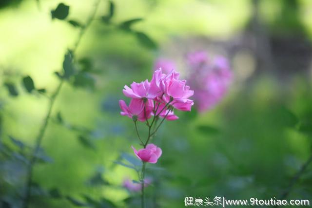 神经根型颈椎病保守治疗的比较