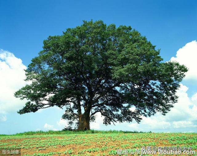 心理测试：你觉得哪颗大树可以带来好运？测你另一半颜值有多高