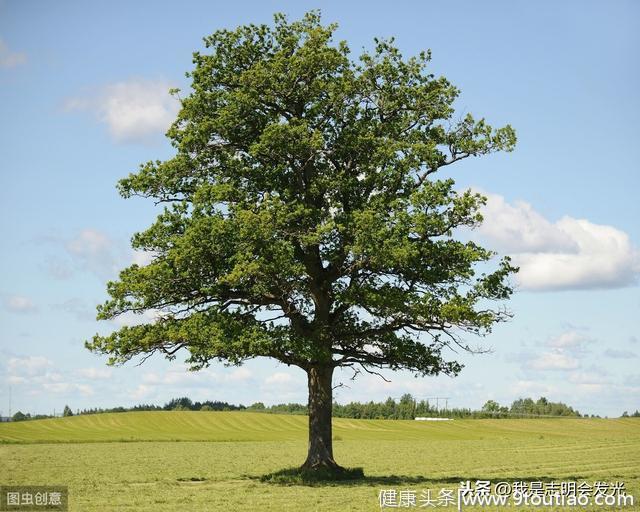 心理测试：你觉得哪颗大树可以带来好运？测你另一半颜值有多高