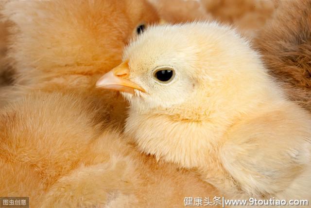 「养殖绝招」鸡感冒用什么药见效快，鸡感冒的特效药