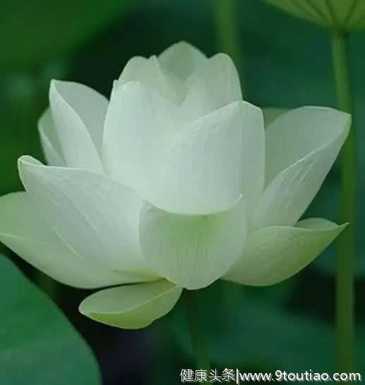 心理测试：4朵白莲花，哪朵最圣洁？测你在男人眼中有多高贵？