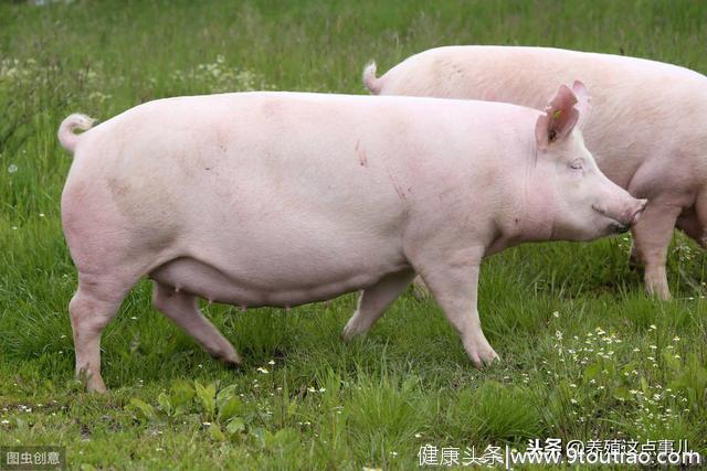 关注母猪的最后两对乳房！提高母猪使用年限
