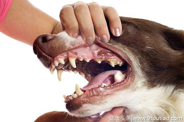 你应该多久清理一下狗的牙齿，手把手教你如何更好地刷狗牙