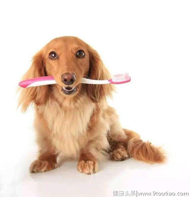 你应该多久清理一下狗的牙齿，手把手教你如何更好地刷狗牙