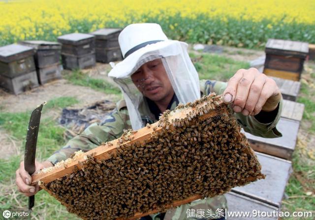“土蜂蜜”养生保健？关于蜂蜜通便更多和这有关系，别再盲目相信