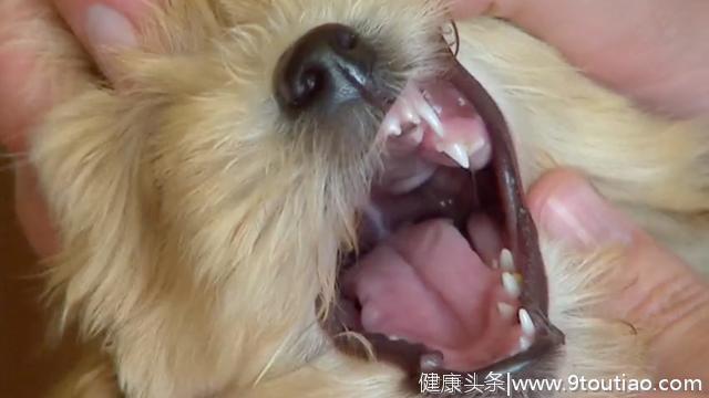 看牙齿就可以判断小狗多大，这一篇给你讲明白了