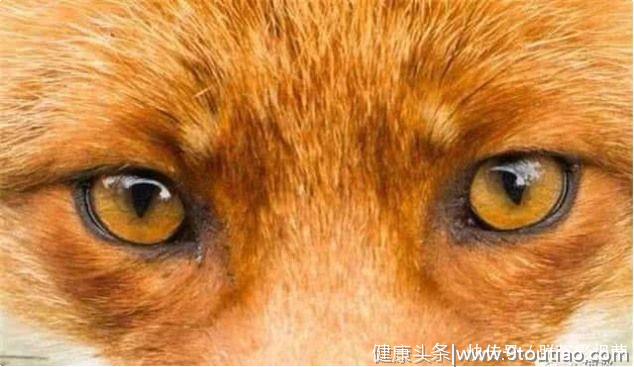 心理测试：第一眼你认为哪只才是狗眼？测出你智商高低