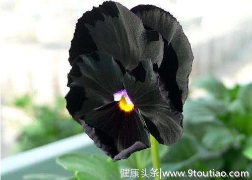 心理测试：选一朵你爱的黑色的花，测你命中躲不过什么劫难