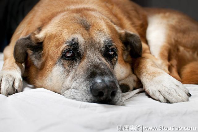 狗狗患上关节炎，常见有3大原因，狗狗关节炎该怎么办？