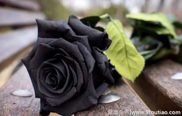 心理测试：哪一朵黑玫瑰最娇艳？测试你身上有什么气场！