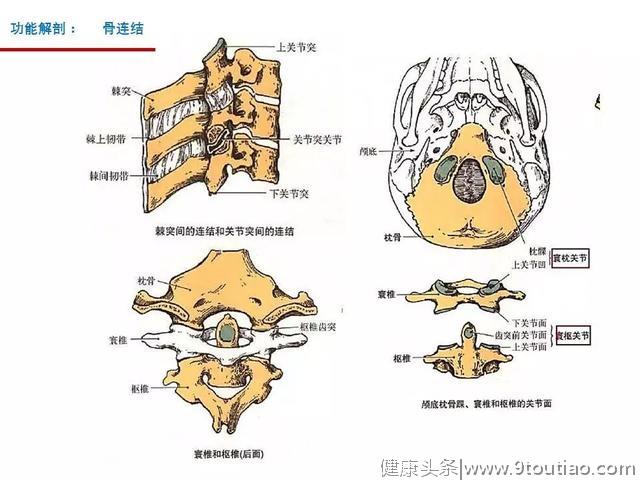 颈椎的功能解剖和颈椎病的分型诊断