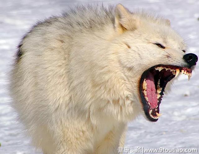 狮子的牙齿，老虎的牙齿，狼的牙齿，都不如这3种猛兽的牙齿