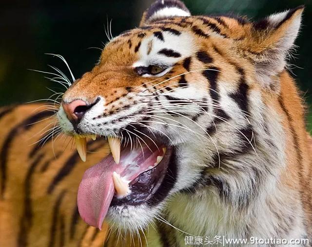 狮子的牙齿，老虎的牙齿，狼的牙齿，都不如这3种猛兽的牙齿