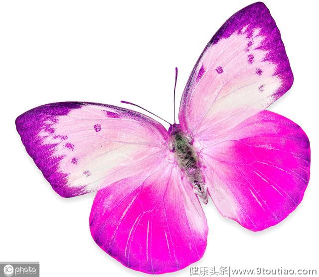 心理学：哪只蝴蝶最漂亮，测出你是个急性子还是个慢性子