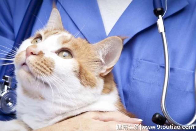 猫的脂肪肝真的很可怕！一篇文章告诉你脂肪肝的症状、诊断与防治