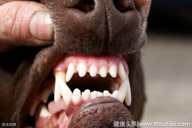 小常识：动物从来不刷牙，但为何看起来比人类的牙齿健康？