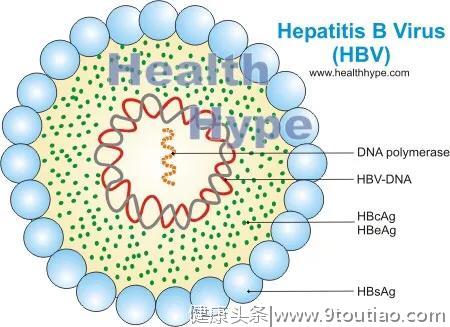 辟谣：乙肝大三阳、小三阳，胆红素高就是肝炎发作？也可因为饥饿