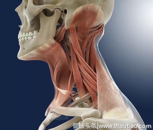 脖子酸痛不一定就是颈椎病，可能是颈肌劳损
