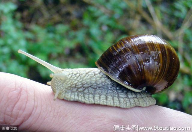 世界上牙齿最多的动物——蜗牛
