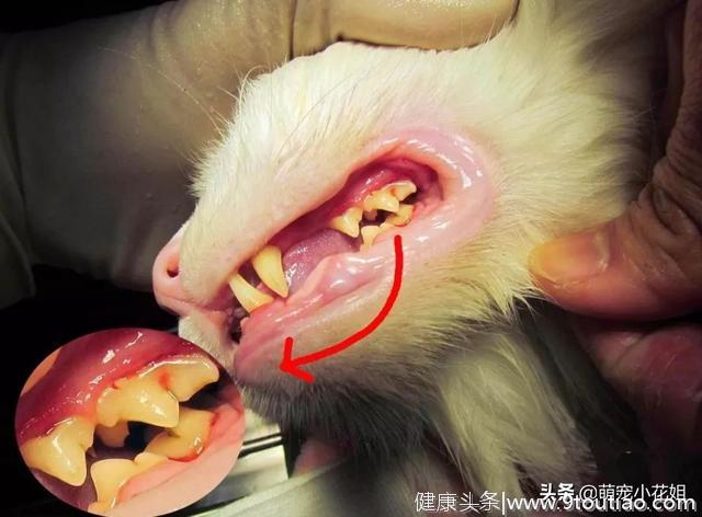 猫咪青春期不仅荷尔蒙爆棚，还可能患3种口腔疾病，铲屎官要重视