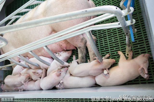 如何减少猪繁殖障碍和呼吸系统综合征危害？