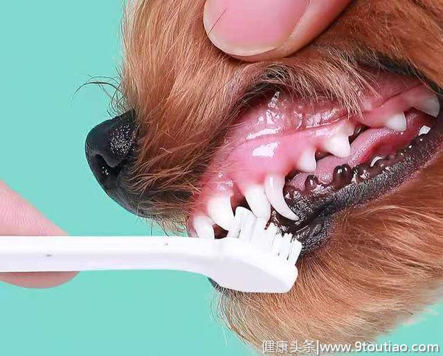 辟谣：汪星人不需要刷牙？错！每个主人都应学会给狗狗清洁口腔
