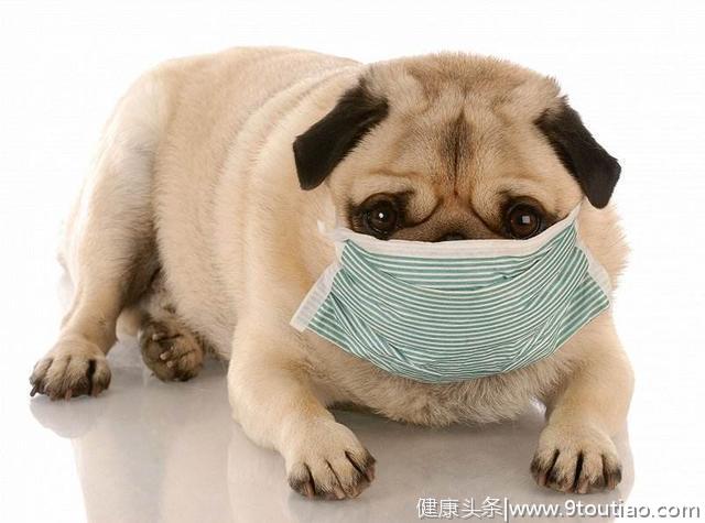 各位家长注意啦，猫、狗有这五种症状八成是感冒了！