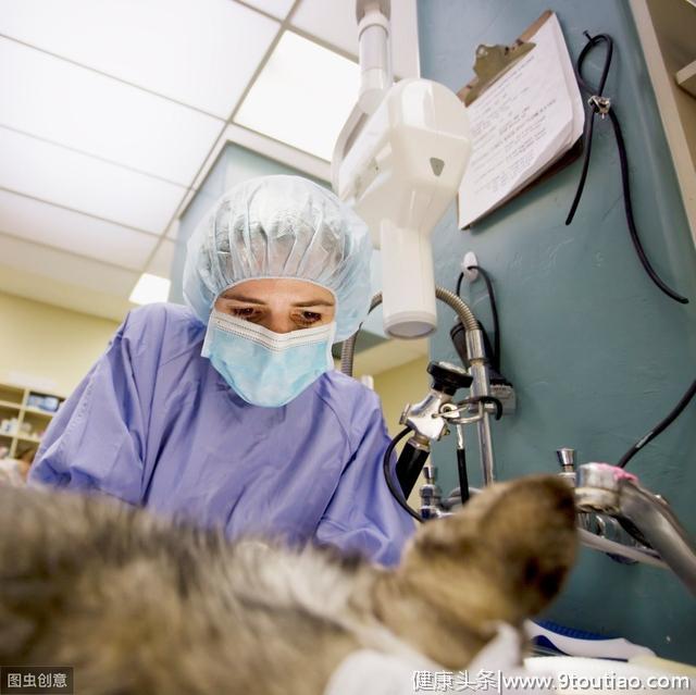 辟谣：狗狗做绝育手术只摘除部分子宫就可以，正确方式是这样子的