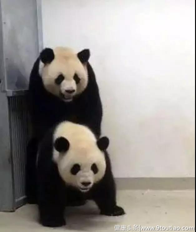 “梦梦”怀孕“好好”产仔儿，旅欧大熊猫进入高产期