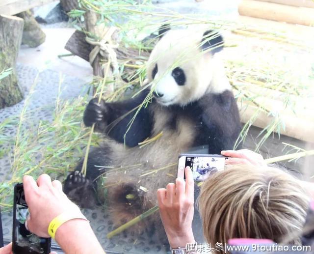 “梦梦”怀孕“好好”产仔儿，旅欧大熊猫进入高产期